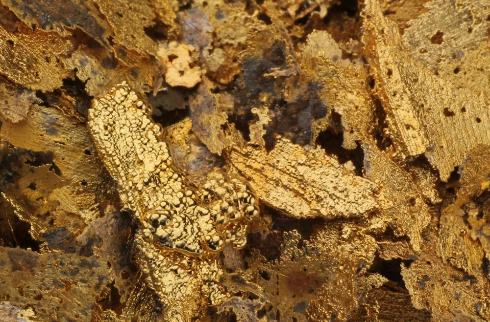 Close-up of gold-bearing recovered material